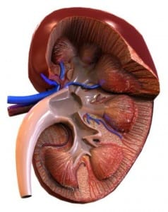 bouzalas urology Kidney 1