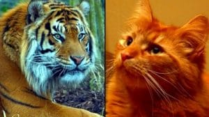 tigers cats